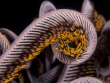 Close up of Curled Arms of Feather Star  Indo-Pacific