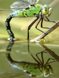 Female Emperor Dragonfly (Anax Imperator) Laying Eggs at the Edge of a Pond  Cornwall  UK