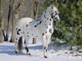 Appaloosa Horse in Snow  Illinois  USA