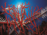 Featherstar  on Fan Coral Indo Pacific