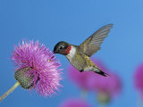 Ruby Throated Hummingbird  Feeding from Flower  USA