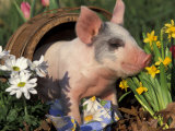 Domestic Piglet in Barrel  Mixed-Breed