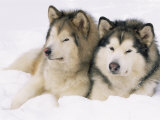 Two Alaskan Malamute Dogs  USA