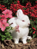 Netherland Dwarf Domestic Rabbit  USA