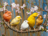 Five Canaries of Different Colours