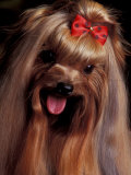 Yorkshire Terrier with Hair Tied up and Panting