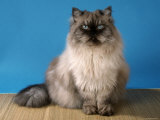 Colorpoint Persian Cat