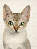 Head Portrait of Singapura Cat