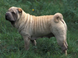Shar Pei Standing in Grass Showing Wrinkles on Back