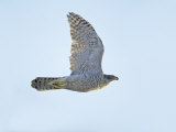 Northern Goshawk (Accipiter Gentilis) Flying  Helsinki Finland  December