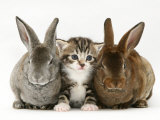 Tabby Kitten Between Two Rabbits