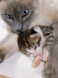 Domestic Cat  Cross Bred Tabby Kitten with Siamese Mother