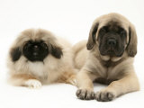 Pekingese and English Mastiff Puppies