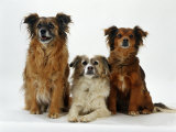 Mixed Breed Dogs