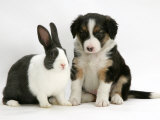 Tricolour Border Collie Puppy with Blue Dutch Rabbit