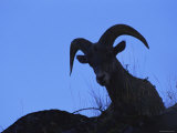 Bighorn Sheep  Silhouette of Ram  Yellowstone National Park  Wyoming  USA