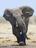 African Elephant  Charging  Etosha National Park  Namibia