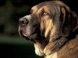 Spanish Mastiff Portrait