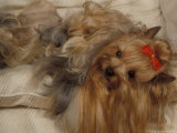 Yorkshire Terrier Lying on Its Back with Hair Tied up and Very Long Hair