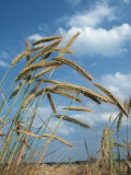 Rye Growing in Field  Germany