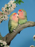 Pair of Peach-Faced Lovebirds