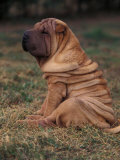 Shar Pei Puppy Sitting Down with Wrinkles on Back Clearly Visible