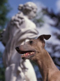 Fawn Whippet in Front of Statue