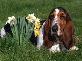 Basset Hound  Amongst Daffodils  USA