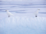 Two Ivory Gulls Camouflaged on Ice  Baffin Island  Canada
