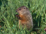 Woodchuck  Minnesota  USA