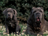 Black Neopolitan Mastiff with Puppy