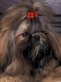 Shih Tzu Portrait with Hair Tied Up