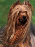 Yorkshire Terrier Portrait