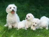 Maltese with Puppies
