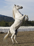 Grey Andalusian Stallion Rearing  Ojai  California  USA