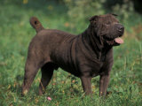 Black Shar Pei Standing in Grass