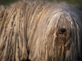 Puli / Hungarian Water Dog Portrait