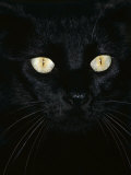 Black Domestic Cat  Eyes with Pupils Closed in Bright Light
