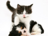 Black-And-White Kitten Walking Over Sleeping Cavalier King Charles Spaniel Puppy