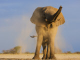 African Elephant  Shaking Dust Off  Etosha National Park  Namibia