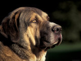 Spanish Mastiff Portrait