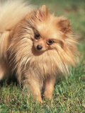 Pomeranian Portrait with Head Cocked to One Side