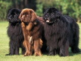 Domestic Dogs  Three Newfoundland Dogs Standing Together