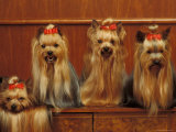 Domestic Dogs  Four Yorkshire Terriers Sitting / Lying Down