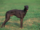 Black Whippet Standing in Field