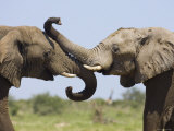 African Elephant  Bulls Sparring with Trunks  Etosha National Park  Namibia