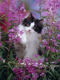 Domestic Cat  Black Bicolour Persian-Cross Kitten Among Rosebay Willowherb