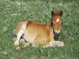 Mustang / Wild Horse Foal  Pryor Mountains  Montana  USA