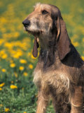 Coarse / Wire-Haired Segugio Italiano Hound Portrait