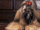 Shih Tzu Portrait with Hair Tied Up
